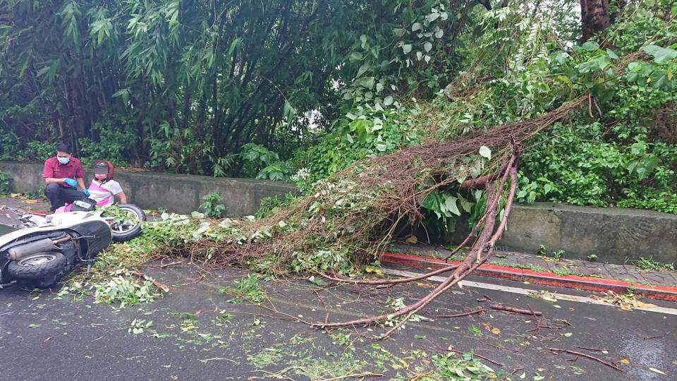 台北市士林區仰德大道一段近國安局處4日早上有路樹傾倒，1名正好騎車行經此處的55歲女騎士遭壓傷，經送醫治療無礙，現場狀況已排除。（翻攝畫面／中央社）