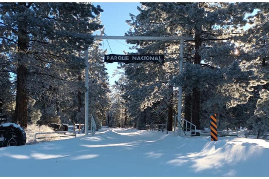 ¿Todavía hay nieve en la Sierra de San Pedro Mártir en Baja California?