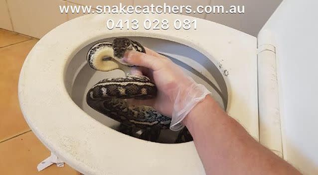 The residents of the home had seen the snake a couple of times before they called for help to remove it.  Source: Snake Catchers Brisbane, Ipswich, Logan & Gold Coast/ Facebook