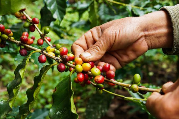 Coffee cherries, seen here, contain two seeds, which we refer to as coffee beans.  (Photo: Somsak Khamkula / EyeEm via Getty Images)