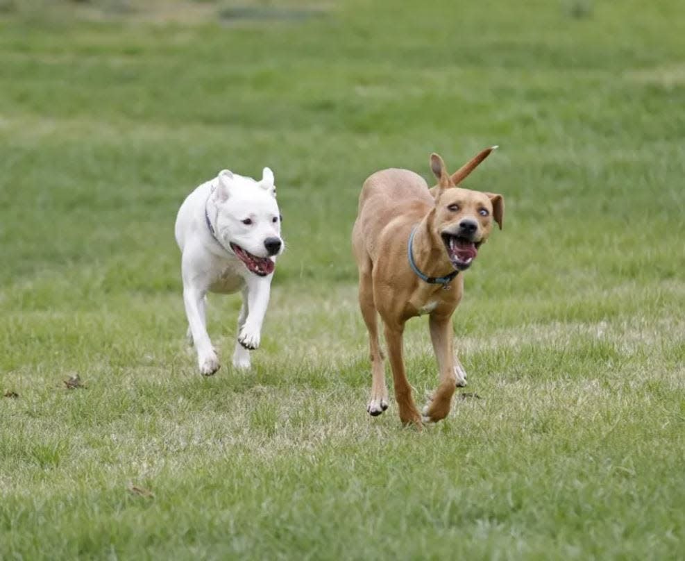 Dogs run in Lubbock's first dog park at Mackenzie Park.