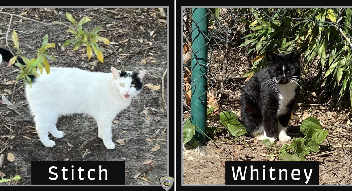 Two feral cats, Stitch and Whitney, were shot and killed in early March near a cat colony in northern Bluffton. Police believe the cases are connected and are seeking a suspect to charge with animal cruelty.