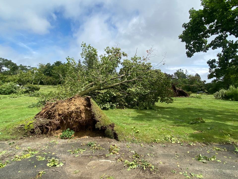 A large oak tree was uprooted in Johnston Memorial Park Cemetery in Johnston, Rhode Island during a suspected tornado on Aug. 18 2023
