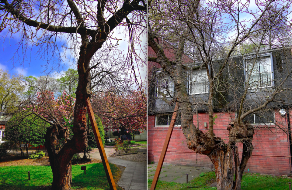 Charring is still visible on the trunk, which is propped up with wooden planks. (SWNS)