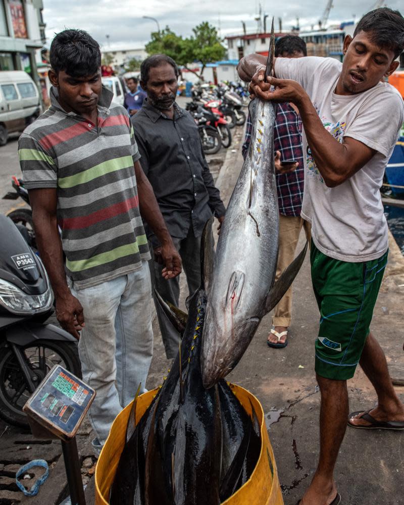Yellowfin tuna are weighed at the fish market. Increasing numbers of juvenile fish are being caught before they can reproduce.