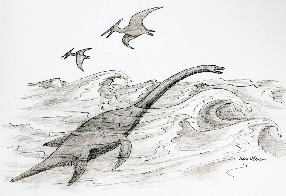 This undated image provided by Ken Olson shows a drawing of the plesiosaur (marine reptile). A fossil found by an elk hunter in Montana nearly seven years ago has led to the discovery this new species of prehistoric sea creature. The new species of elasmosaur is detailed in an article published Thursday, April 13, in the Journal of Vertebrate Paleontology. The creature lived about 70 million years ago in the inland sea that flowed east of the Rocky Mountains from Canada to the Gulf of Mexico. (Ken Olson via AP)