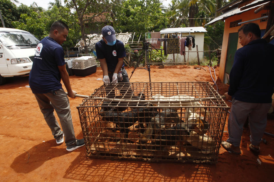 Staff members of FOUR PAWS International, carry a big dog's cage before they loading into their cages at Chi Meakh village in Kampong Thom province north of Phnom Penh, Cambodia, Wednesday, Aug. 5, 2020. Animal rights activists in Cambodia have gained a small victory in their effort to end the trade in dog meat, convincing a canine slaughterhouse in one village to abandon the business. (AP Photo/Heng Sinith)