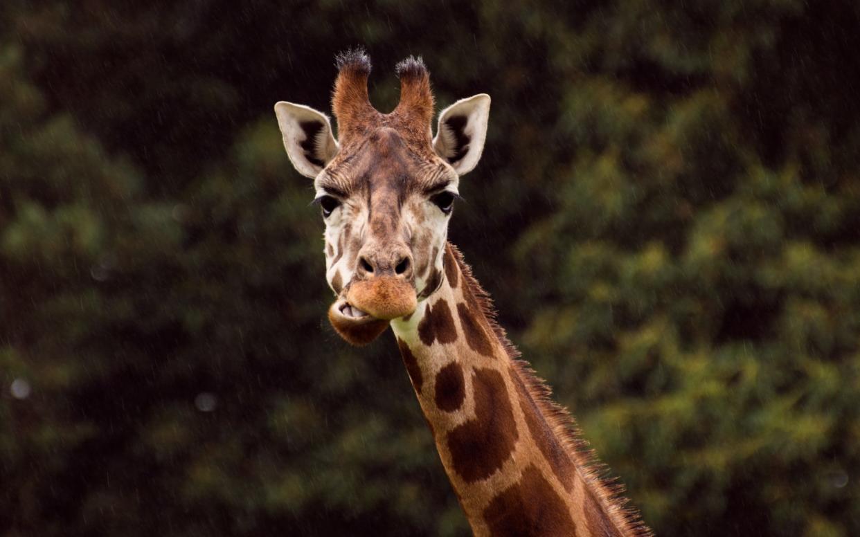 Giraffe numbers have plummeted in recent years  - EyeEm