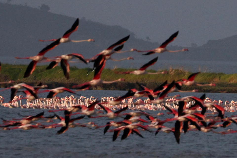 Flamingos are seen at the Vjosa-Narte protected area near Vlora, Albania, April 2, 2024. REUTERS/Florion Goga/ File Photo