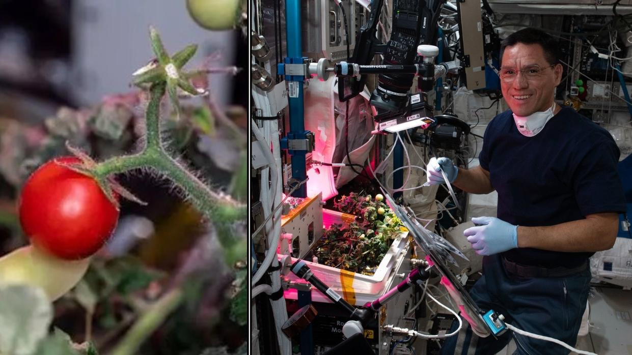  Two pictures. a tomato closeup at left, an international space station astronaut beside a small garden on the intrnational space station at right. 