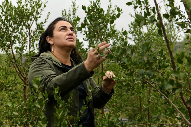 A rare Chilean tree holds hope for COVID-19 vaccines, in Casablanca