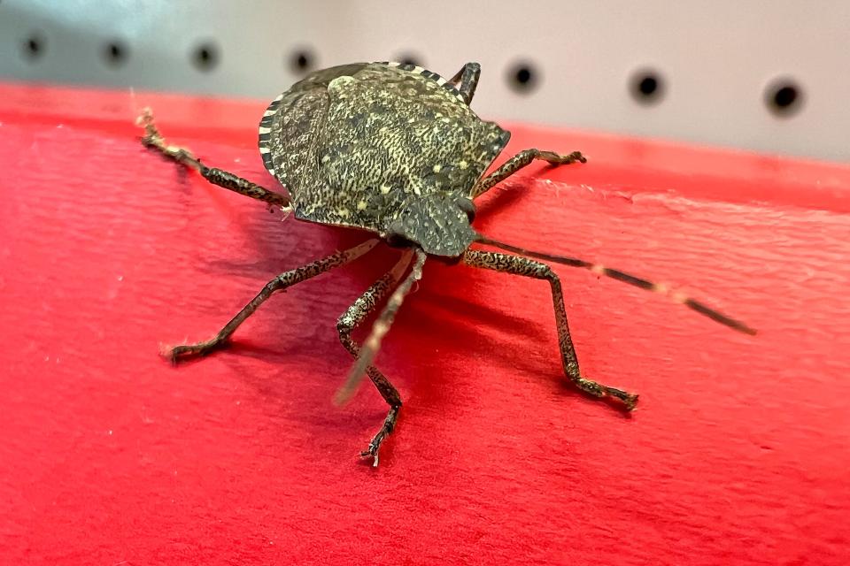 A Brown marmorated stink bug enjoys the warmth of a heated garage in February.