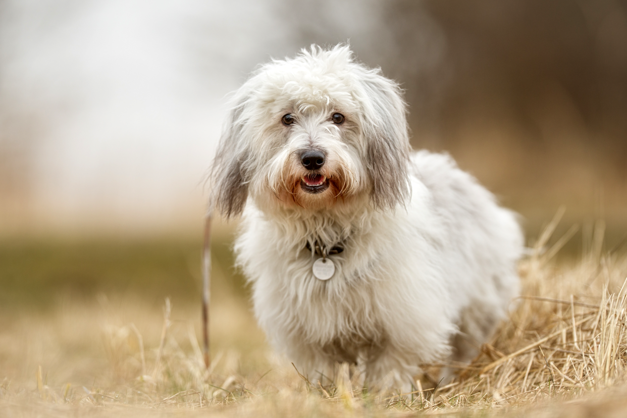 A friendly white Coton de Tulear dog standing in dried beige grass while looking into the camera, with a blurred background