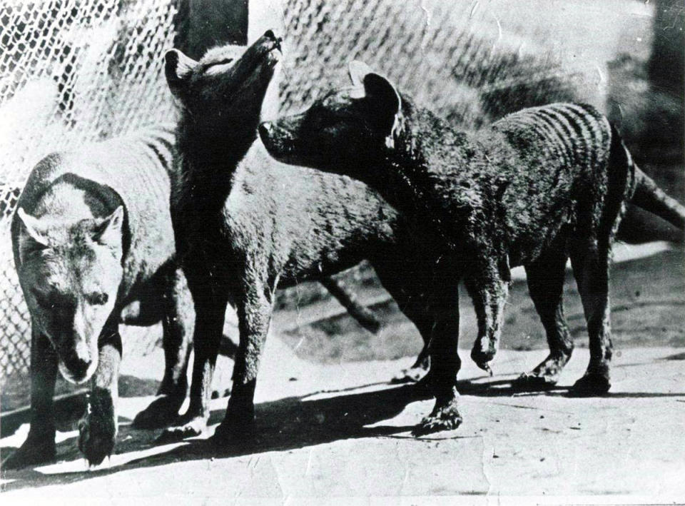 Three thylacines in a cage side by side.