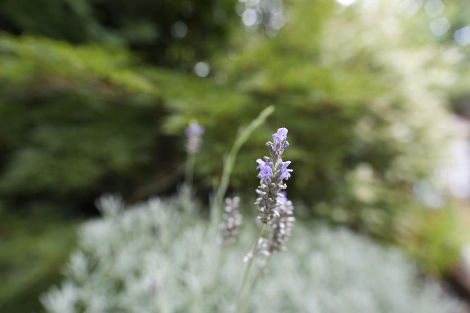 Sample image taken with the Sony FE 16-35mm F2.8 GM II of flowers