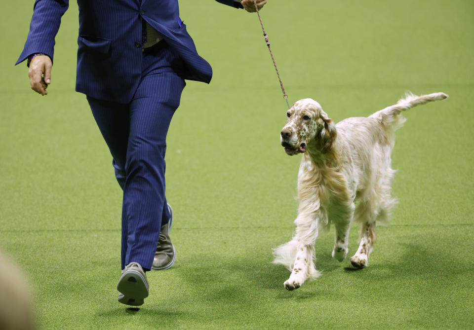 (Photo by Sarah Stier/Getty Images for Westminster Kennel Club)