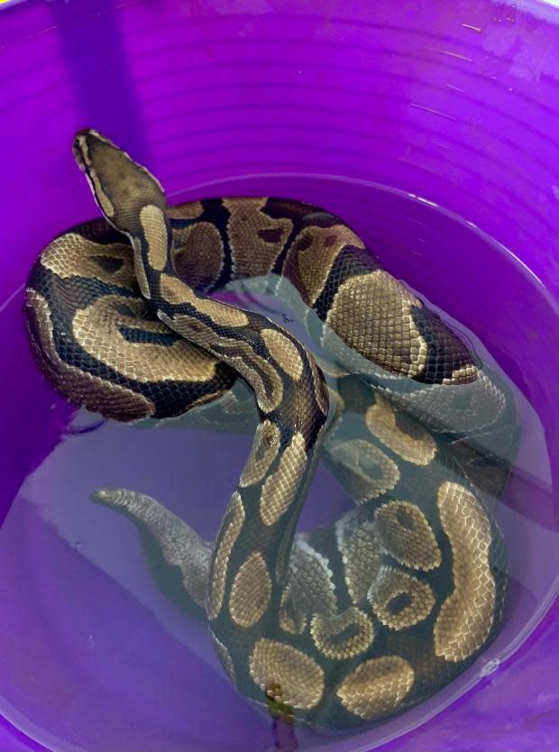 York Press: One of the Royal Python snakes found in Falsgrave, Scarborough