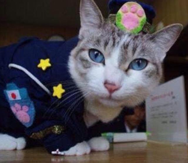 Troy Police Department welcomes new police cat Pawficcer Donut