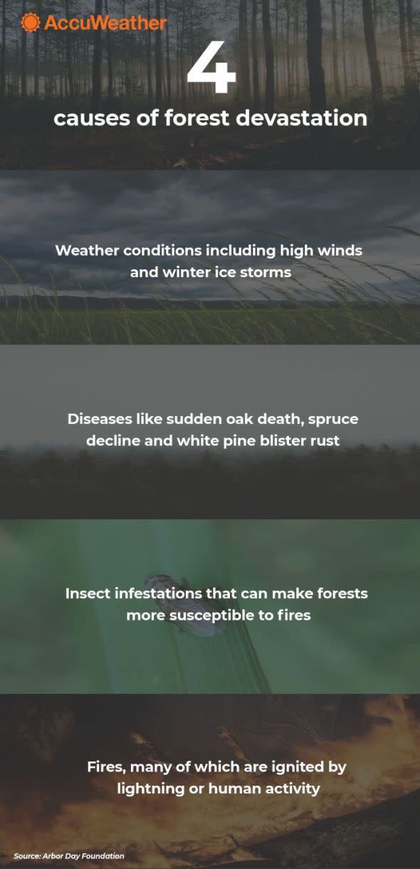 Infographic - 4 causes of forest devastation