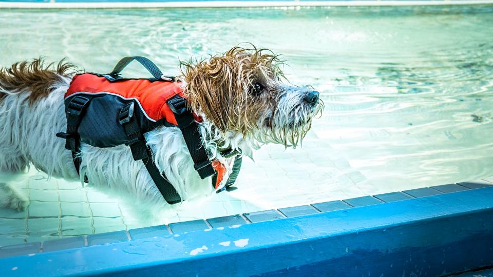 Dog sitting in the pool