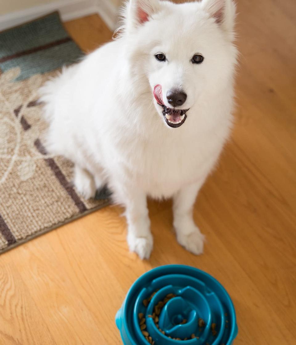 dog with slow feeder bowl