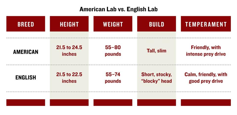 chart explains differences between English Lab vs. American Lab.