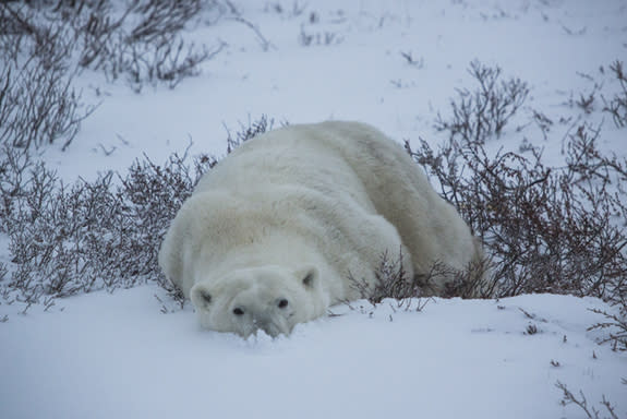 For all their cuteness, polar bears face serious threats.