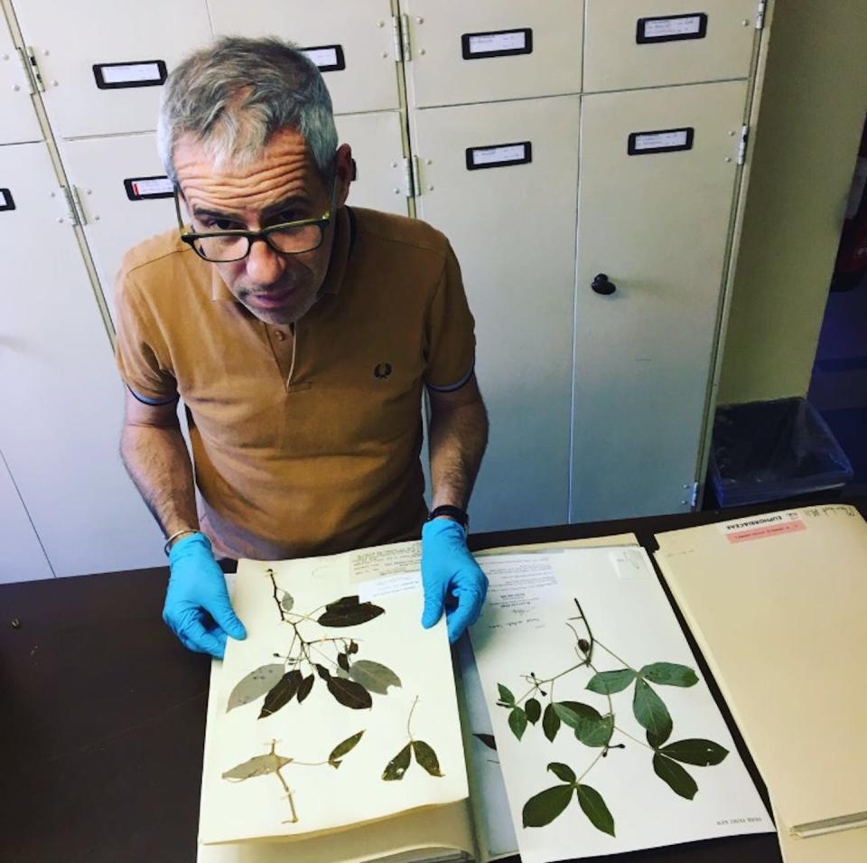 Lionel Gagnevin, l’un des auteurs de l’étude, en train d’observer un herbier. Lionel Gagnevin, Fourni par l'auteur