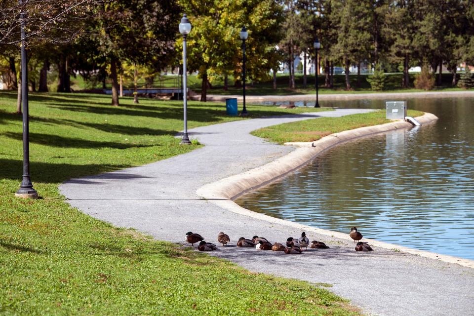 A small group of ducks rests along the bank of Kiwanis Lake. Since 2019, 2,470 geese were "harassed" from the lake in an effort to lower the population and improve water quality and waste left on paths.