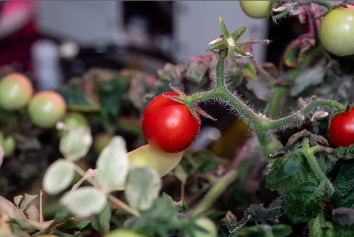 Tomatoes were part of a test conducted aboard the International Space Station.
