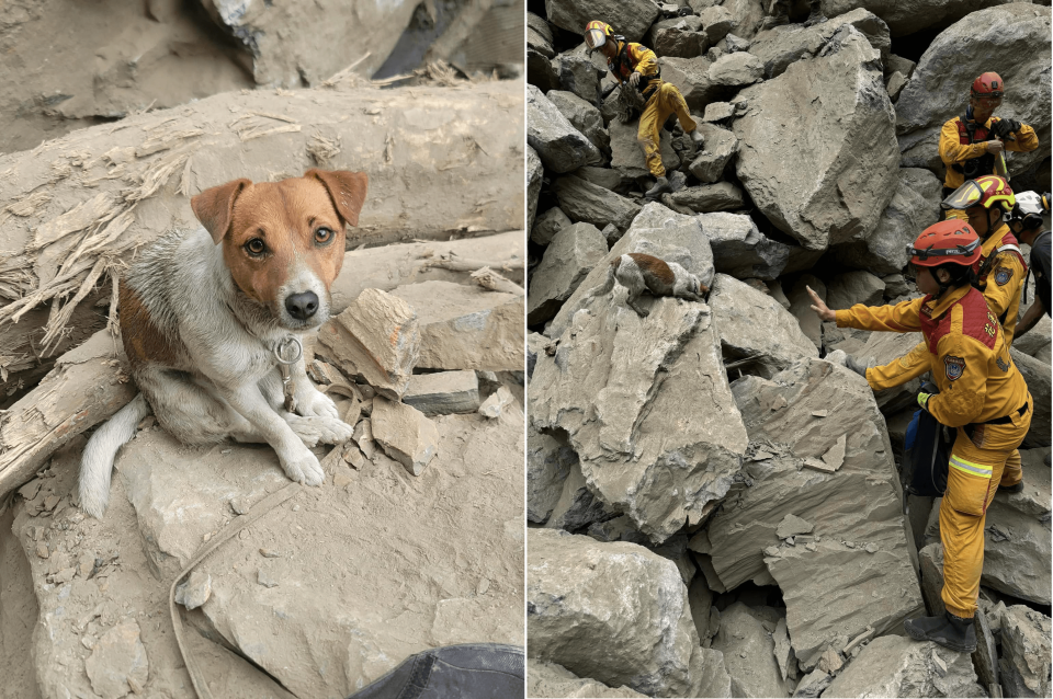 花蓮搜救犬隊初次出任務，Wilson就建大功。（翻攝自花蓮搜救犬隊～ｗｈｆ犬客臉書）