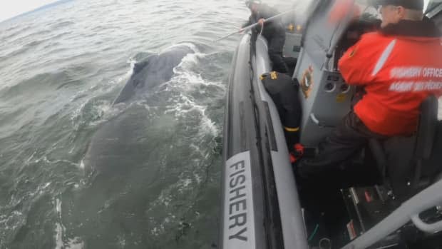 The whale was barely able to move and desperately struggling to pull itself to the surface to breathe. (Fisheries and Oceans Canada - image credit)