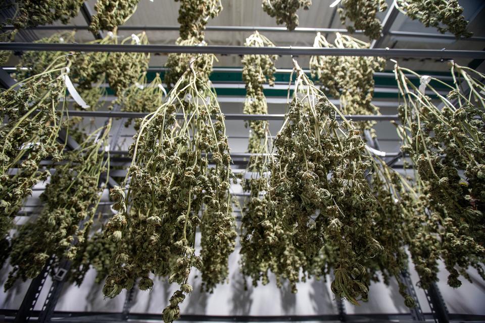 Detail of the drying room at the cannabis cultivation center operated by Verano Holdings in Readington, N.J., on Thursday, Jan. 5, 2023