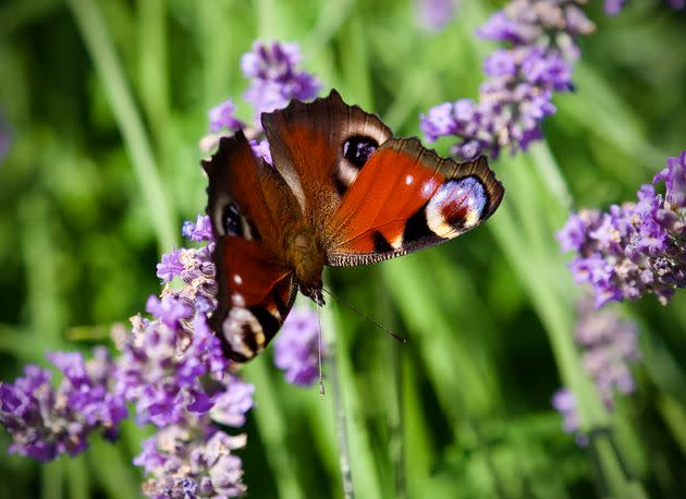 Some people swear by sleeping with a bar of lavender soap to cure leg cramps. (Photo: via Getty Images)