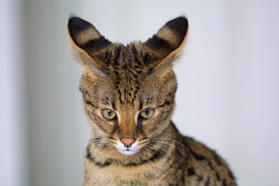 Savannah cats are bred by crossing a domestic cat with an African serval. Jason Douglas/Wikimedia Commons