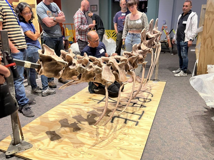 People unboxing and assembling pieces of the new Spinosaurus exhibit.