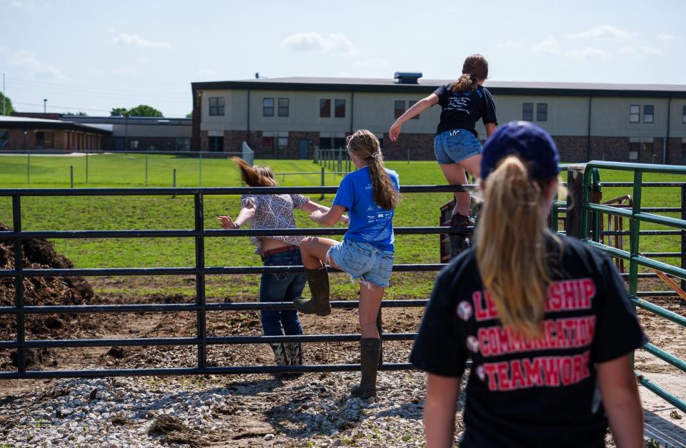 "We try to get out here as much as we can," Bayla Gochenour (middle left), a freshman student at Maconaquah High School, said Tuesday, May 31, 2022, while climbing a gate on the school districts small farm that sits in the middle of their campus. On the first day of summer, students were back at the farm to feed the calves and clean the stalls. To the students who are part of the program, they "get" to take care of the animals and take a lot of pride in their upkeep.