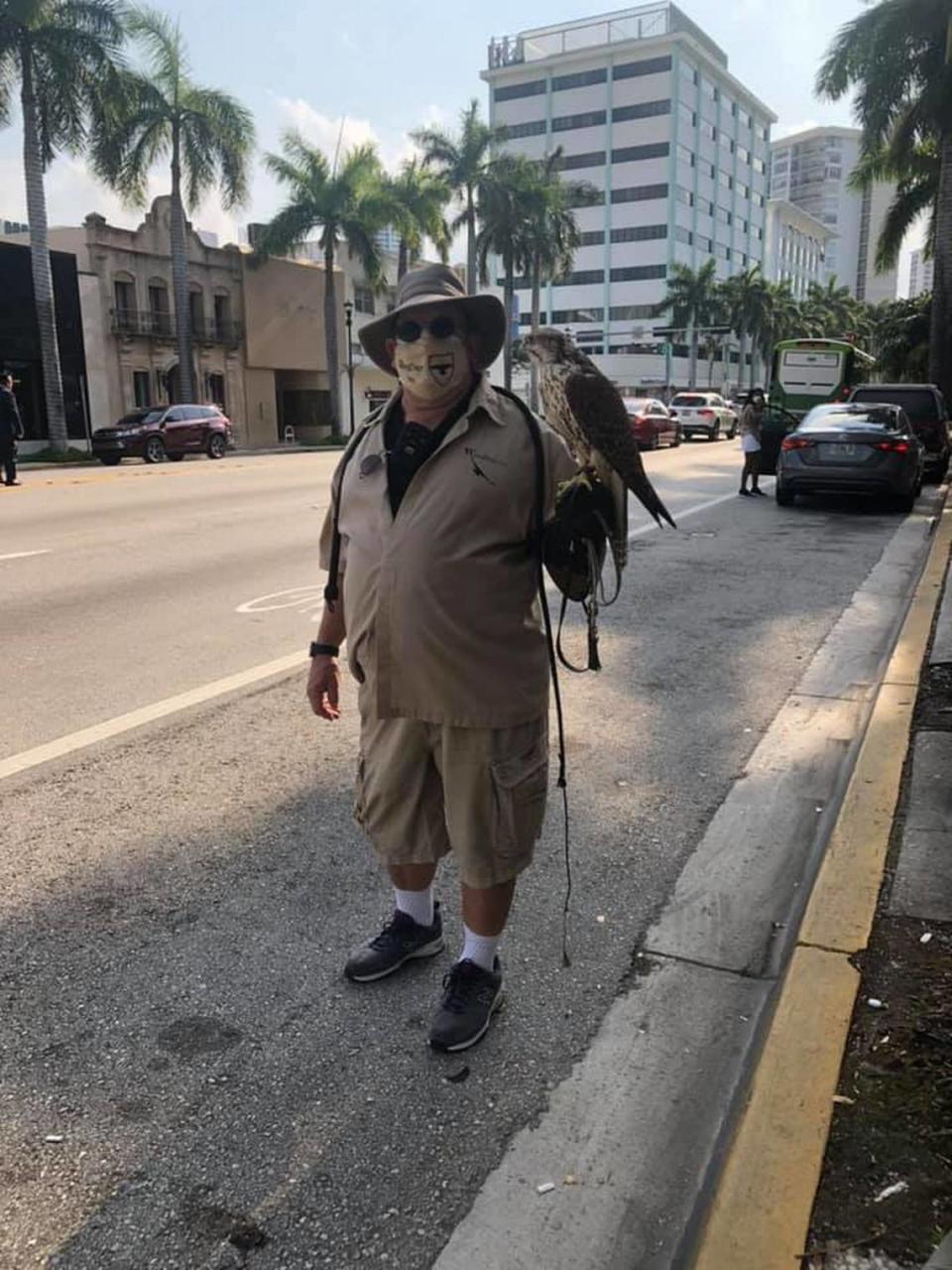 Master falconer Frederick Ottoway is using a falcon to convince nesting birds to stay away from pedestrians on 41st Street in Miami Beach.