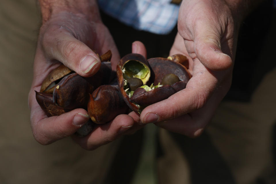 In this Saturday, May 4, 2013 photo, Ethan Welty, co-founder of the urban foraging website fallingfruit.org, holds several fruity seed pods from a tree at a public park, in Boulder, Colo. Welty's website, which grew out of one of his hobbies, already points the way to more than half a million edible plants in public spaces worldwide, and it is growing. (AP Photo/Brennan Linsley)