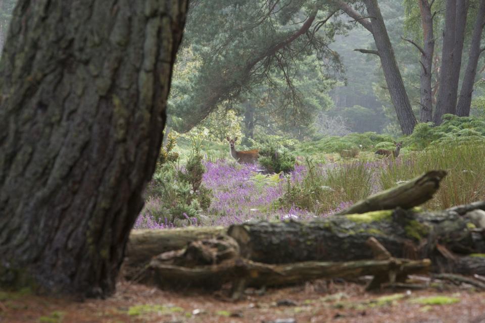 5) Brownsea Island