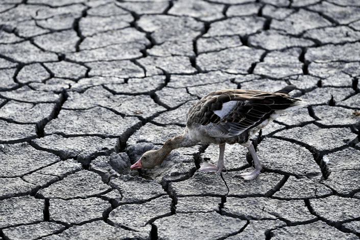 FILE - A goose looks for water in the dried bed of Lake Velence in Velence, Hungary, Thursday, Aug. 11, 2022. An unprecedented drought is afflicting nearly half of the European continent, damaging farm economies, forcing water restrictions and threatening aquatic species. Water levels are falling on major rivers such as the Danube, the Rhine and the Po. (AP Photo/Anna Szilagyi, File)