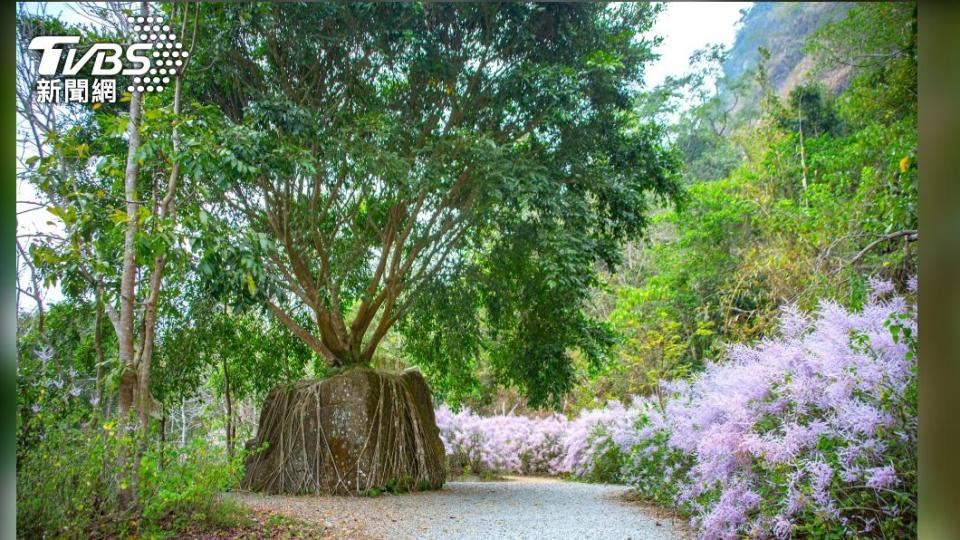 萬年峽谷的”萬年禮物”和麝香木紫色花海。