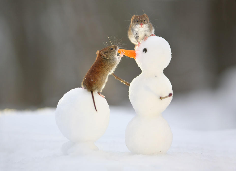 Voles nibble on a snowman in Voronezh, Russia