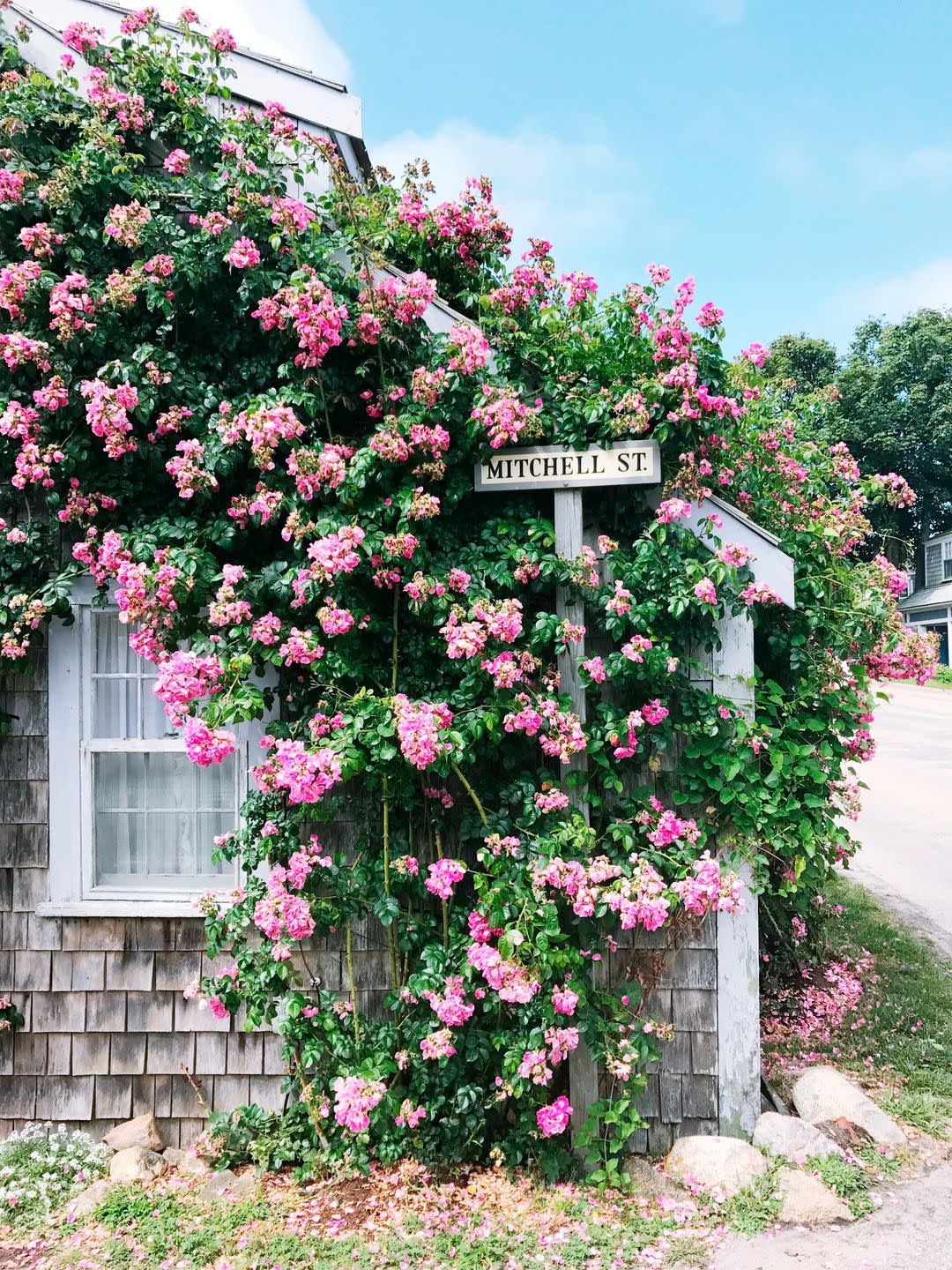 petal pink climbing roses on home exterior 