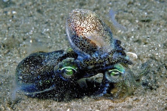 Two southern dumpling squid mate, the male grasping the female. These sessions can go on for hours.