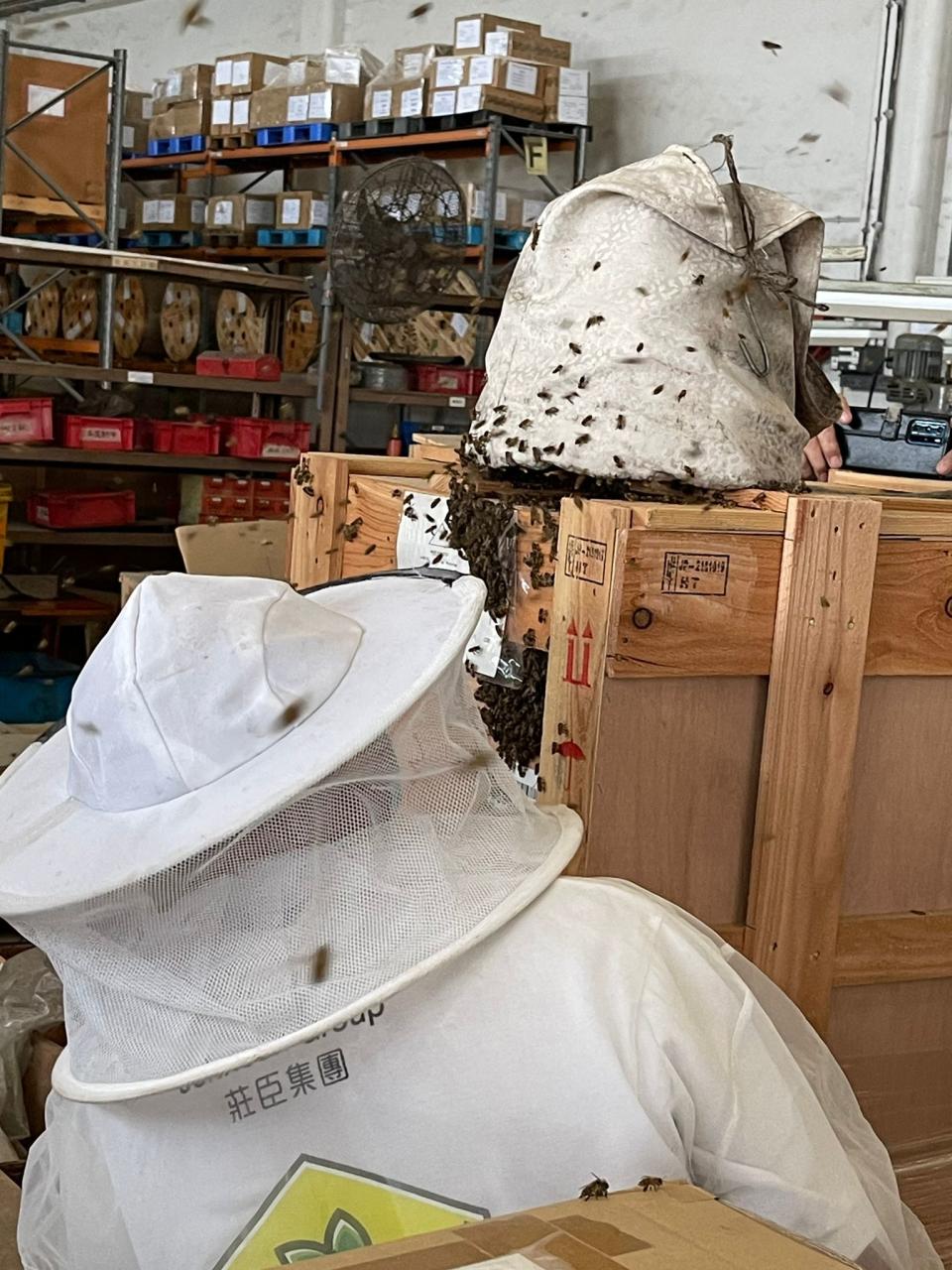 日立公司抵港的木箱發現蜜蜂，這群日本蜂最後「移民」到廣叔的農場。(受訪者提供相片)