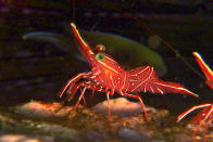 Camel shrimp often live in groups in-between rocks.