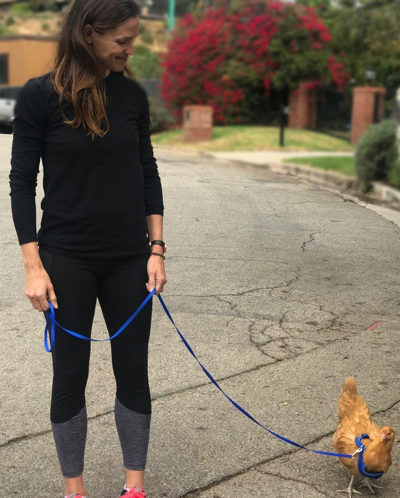 <p>“If there isn’t a Chicken Lady Day, there really should be,” the actress wrote alongside a pic of herself walking her feathered friend. “Man, my life gets more exciting all the time.” She then went on to tell us what the chick — named for a character from the movie <em>Mean Girls</em> — likes and dislikes. “Meet one of our ladies, Regina George,” she said. “Regina loves long walks, dehydrated bugs, and kale. Regina hates….carbs.” (Photo: <a rel="nofollow noopener" href="https://www.instagram.com/p/BbLJBXcDBcL/?taken-by=jennifer.garner" target="_blank" data-ylk="slk:Jennifer Garner via Instagram;elm:context_link;itc:0;sec:content-canvas" class="link ">Jennifer Garner via Instagram</a>) </p>