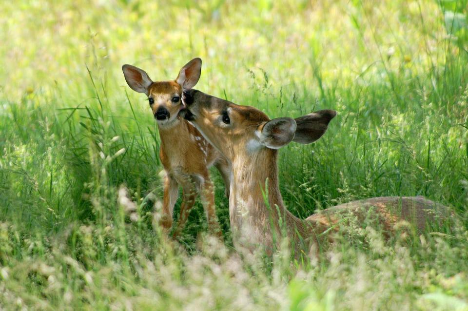 Evolution ensures that babies come when resources are abundant, to give newborns the best chance at survival. <a href="https://www.shutterstock.com/image-photo/big-meadow-shenandoah-national-park-doe-11547337" rel="nofollow noopener" target="_blank" data-ylk="slk:Mary Terriberry/Shutterstock.com;elm:context_link;itc:0;sec:content-canvas" class="link ">Mary Terriberry/Shutterstock.com</a>