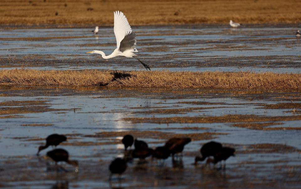 A great egret flies near the Sonny Bono Salton Sea National Wildlife Refuge in Imperial County, Calif., on Friday, Dec. 15, 2023. | Kristin Murphy, Deseret News
